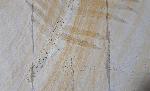 Zamites feneonis BRONGNIART - Bild &copy; FossNet FossilienStore